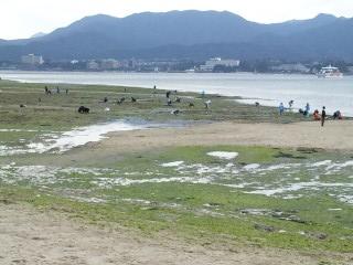潮干狩り