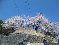 要害山は桜満開