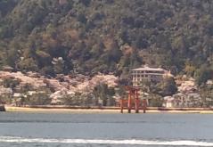 桜が満開の宮島