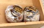 あなご結び