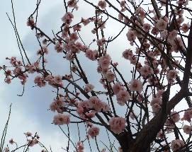 花の季節