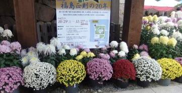 菊