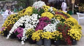 菊の花
