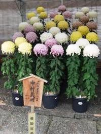 講師の作品