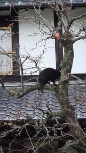 猫だ
