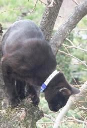 猫だー