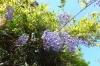 藤の花