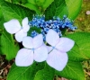 紫陽花
