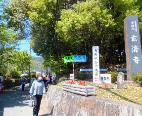 新緑の木陰