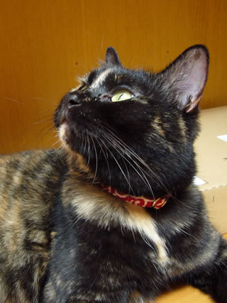 七夏の首輪