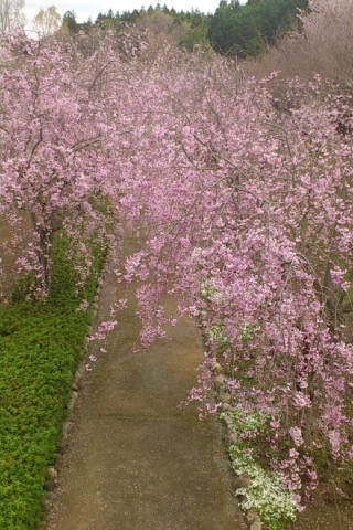 DSC_1200.JPG