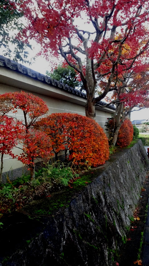 紅葉