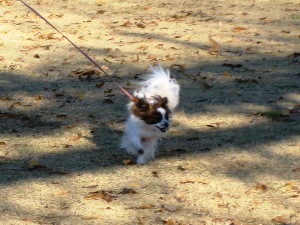 dog