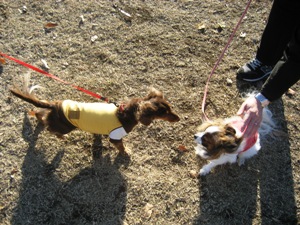 dogs