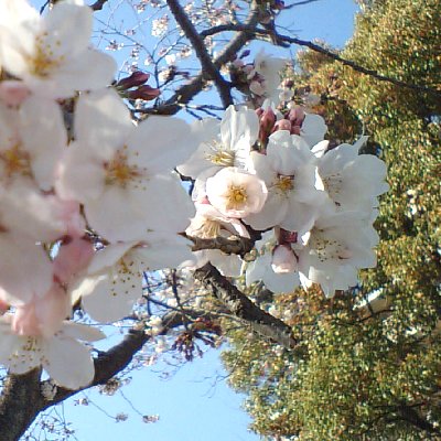 衣笠公園の桜