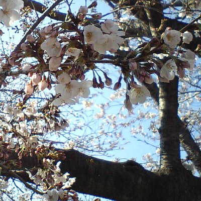 衣笠公園の桜