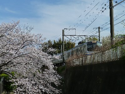 横須賀線と衣笠の桜