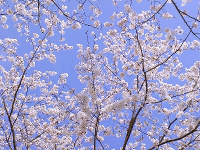 桜満開