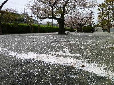 桜の川