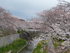 20090401 山崎川
