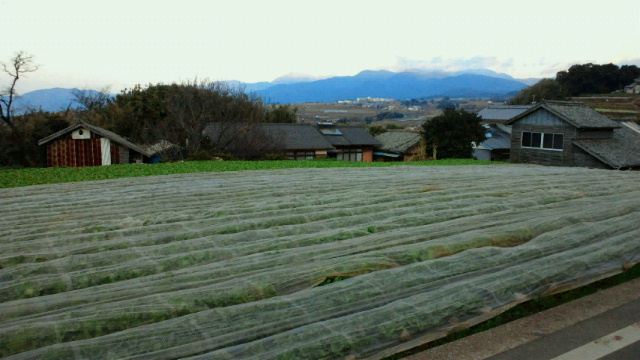 2011010618510000.jpg