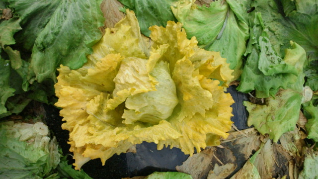 2011013123370000.jpg