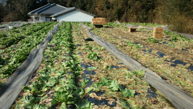 2011020120360000.jpg