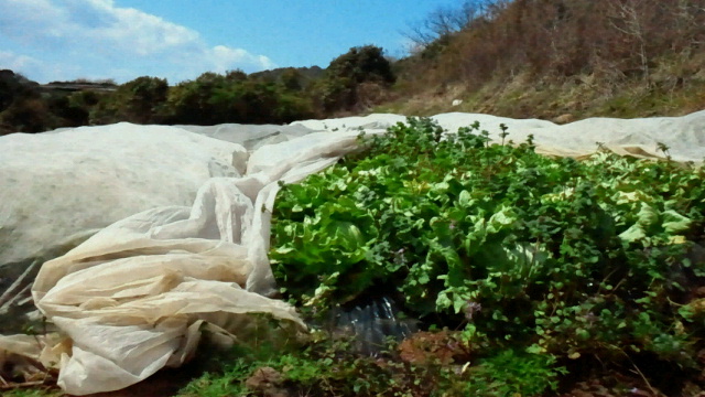 2011031021450000.jpg