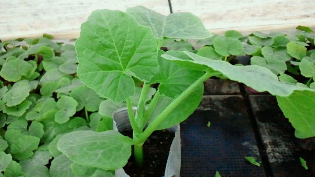 2011032420290000.jpg