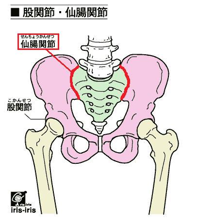 これが骨盤の関節だっ!