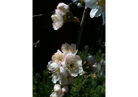 サクランボ花咲く