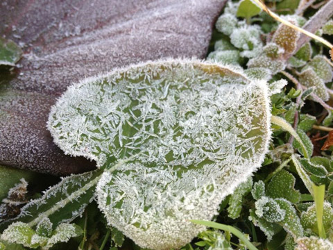 NossaBossaの新年。霜の降りた庭の草