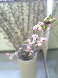 20080123tubomi
