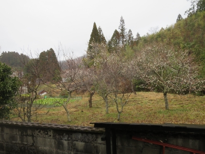 植吉現場日記