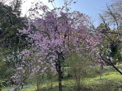 上質 エドヒガンサクラ 総量1000㎏以上 薪用