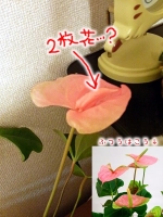 2008/08/08 ¥¢¥ó¥¹¥ê¥¦¥à¤ÎÆóËç²Ö