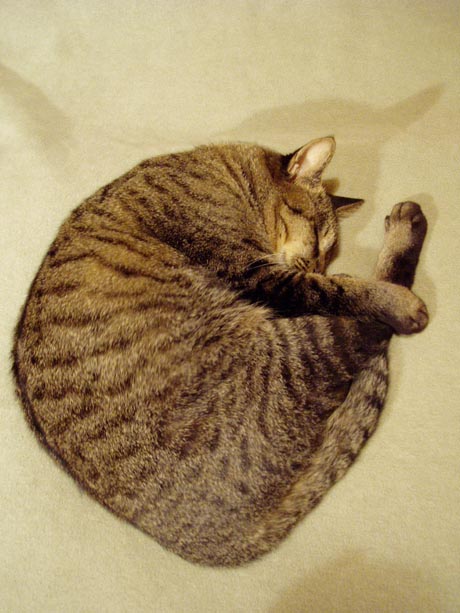 V字猫♪