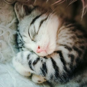 sleeping cat
