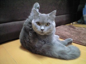 ゴンタくん