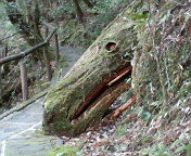 20061228_49013.jpg