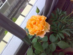 20070528_173496.jpg