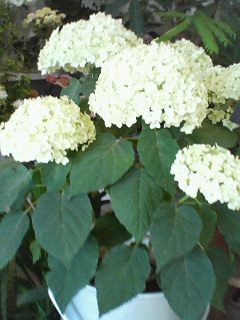200706231550000.jpg