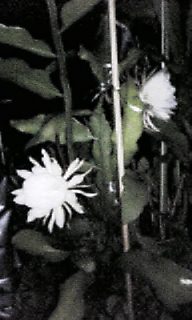photo.jpg