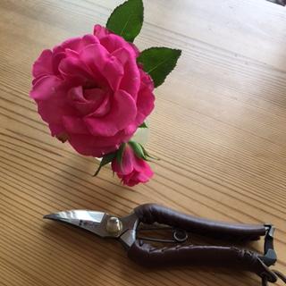 image1.jpeg