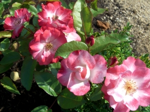 花霞(日本/京成バラ園芸)