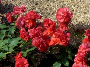 花房(日本/京成バラ園芸)