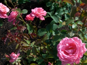 芳純(日本/京成バラ園芸)