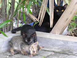 猫の親子