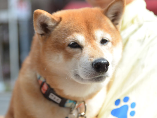 柴犬アラレ