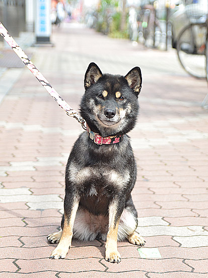 柴犬アトム